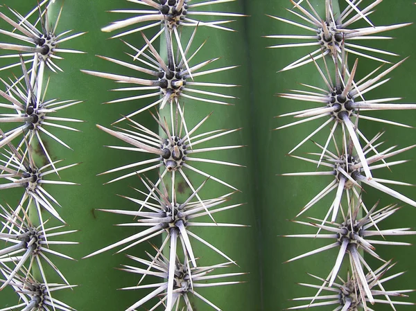 Acercamiento de espinas de cactus —  Fotos de Stock