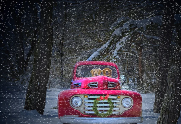 Retrievers em caminhão de Natal vermelho — Fotografia de Stock