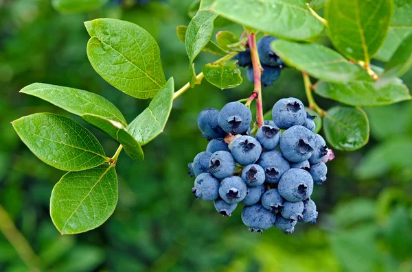 Ripe blueberry cluster — Stock Photo, Image