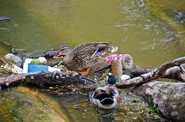 Mallards en la basura del río —  Fotos de Stock