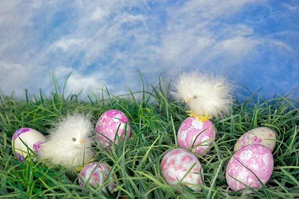 Œufs de Pâques teints avec des poussins — Photo