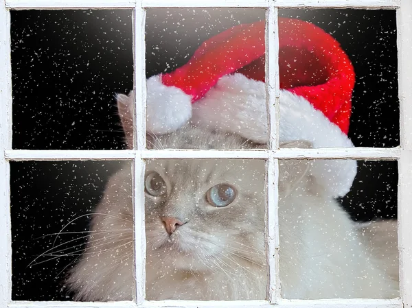 Ragdoll cat in winter window — Stock Photo, Image