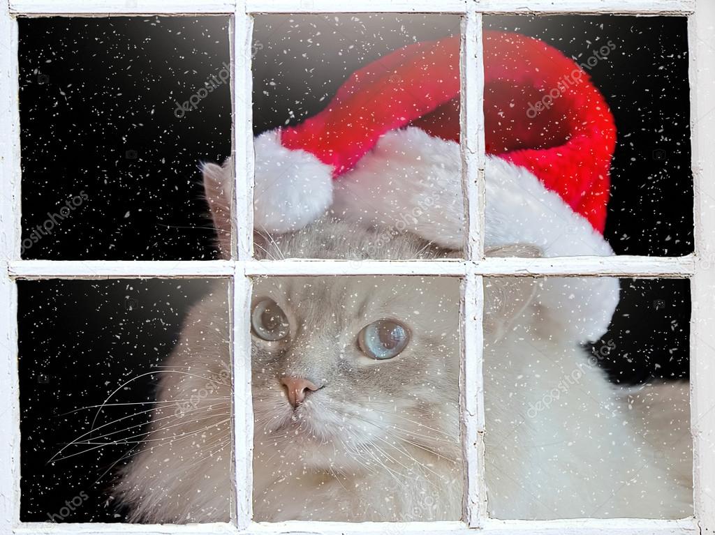 Ragdoll cat in winter window