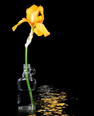 Vintage şişe altın iris