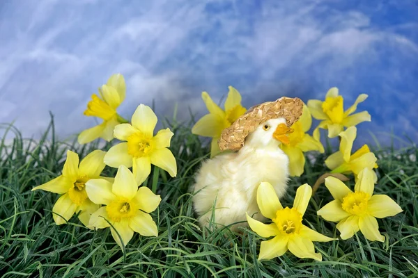 Duckling in daffodils — Stock Photo, Image