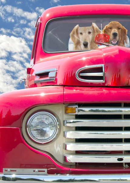 金毛猎犬在红色的卡车 — 图库照片