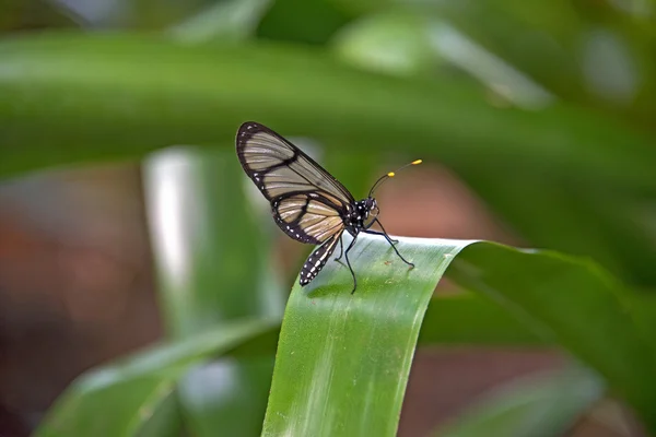 Farfalla di vetro su foglia vegetale — Foto Stock