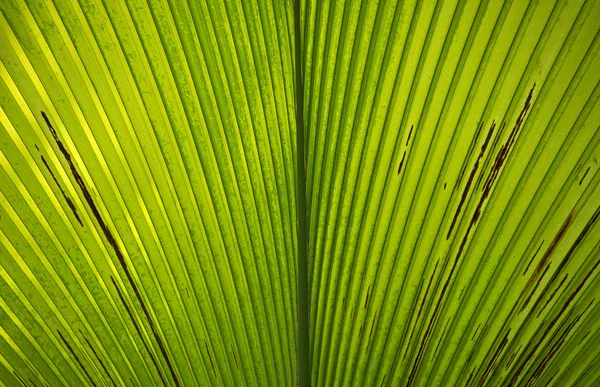 Hoja de palmera tropical —  Fotos de Stock