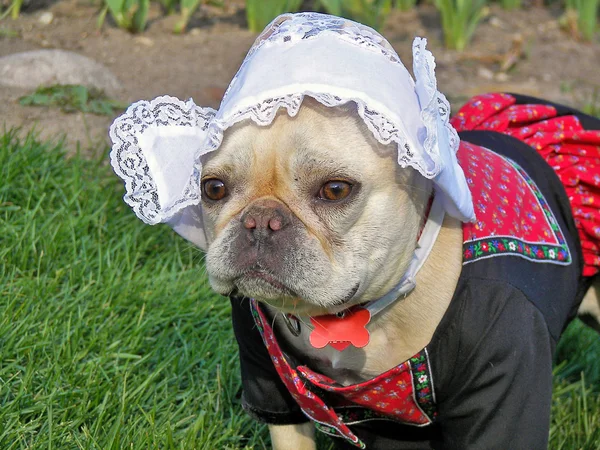 Bulldog francese in costume olandese — Foto Stock