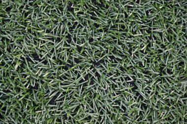 suni çim yakın çekim