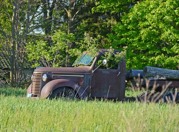 Tree inside rusty old truck cab — Stockfoto