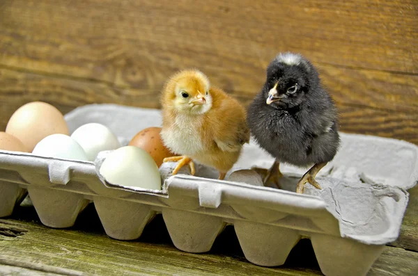 Baby-Küken in Karton-Eierkarton — Stockfoto