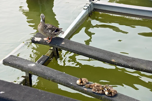 Mallard female duck on boat lift — Stock Photo, Image