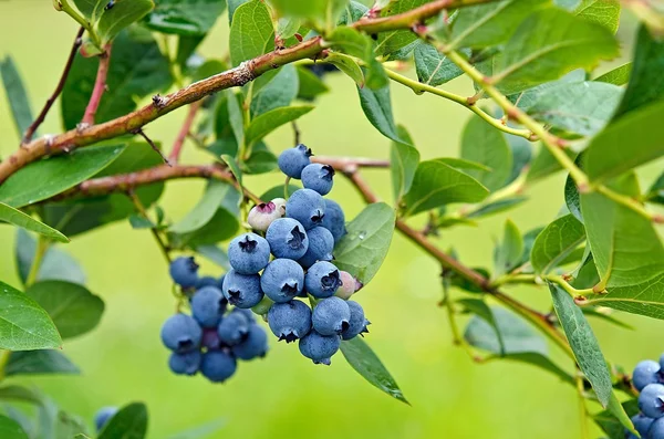 ripe blueberry cluster on bush