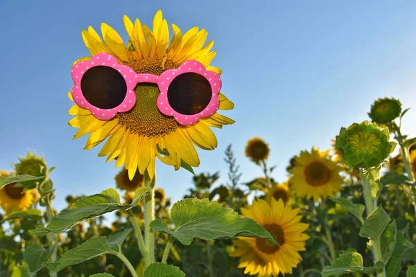 Óculos de sol em um girassol — Fotografia de Stock