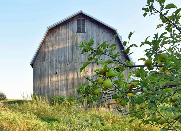 Apple tree door oude schuur — Stockfoto