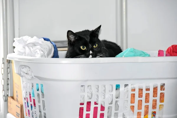 Gato negro en cesta de lavandería — Foto de Stock