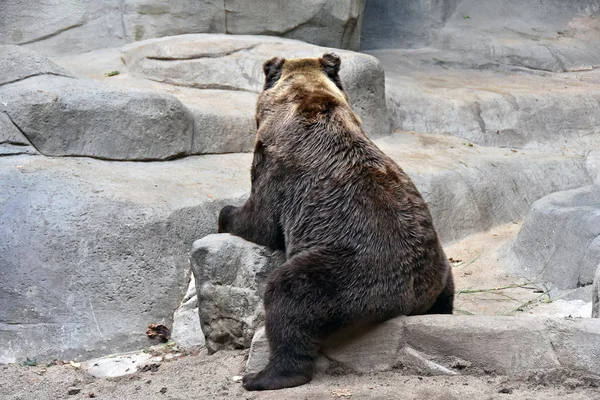 Grizzly bear sitting backwards on rock — Stock Photo, Image