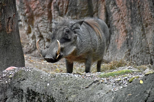 Warthog in natural habitat — Stock Photo, Image