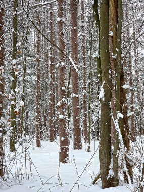 A serene winter atmosphere is captured in a tranquil Michigan forest scene, where bare trees are gracefully coated in a blanket of snow