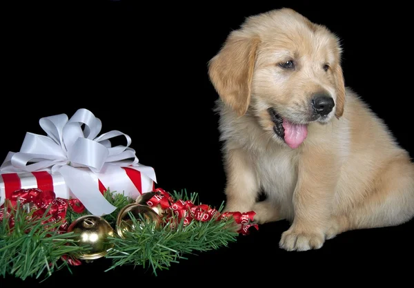 Golden retriever valp med julklapp — Stockfoto