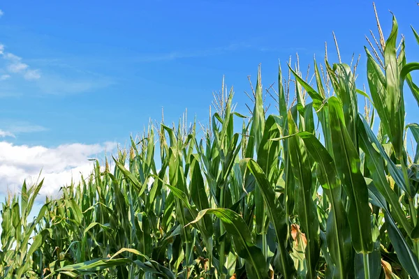 Corn búzatábla Michigan növények — Stock Fotó