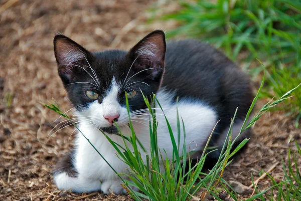 Gatinho de smoking na grama — Fotografia de Stock