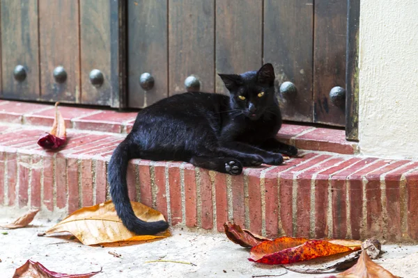 Gato preto — Fotografia de Stock