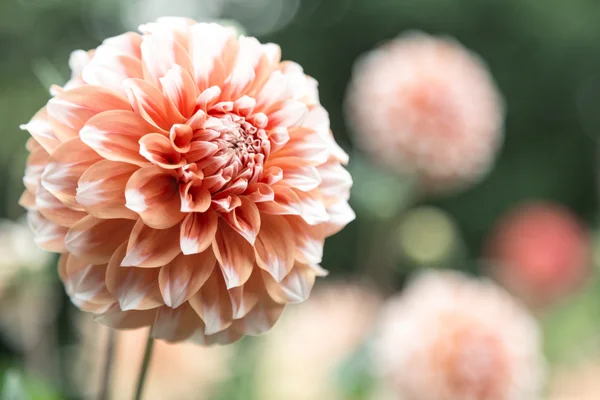 Oranžový dahlia — Stock fotografie