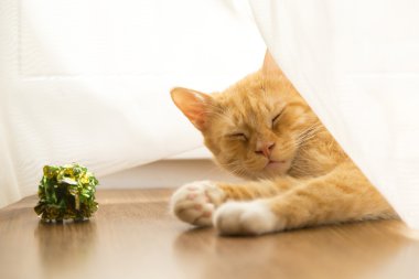 Yorgun kedi