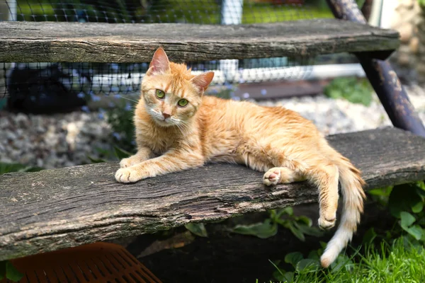 オレンジ色の猫 — ストック写真