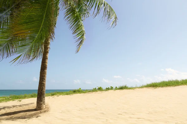 Spiaggia tropicale — Foto Stock