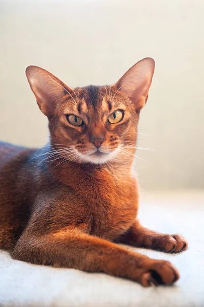 Крупный План Милый Портрет Абиссинской Кошки Вид Спереди Смотреть Камеру — стоковое фото