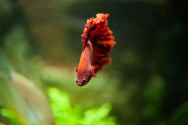 Güzel bir akvaryumda kırmızı betta balığı