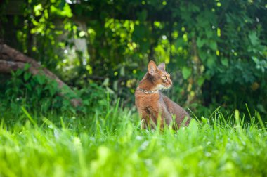 Yakalı Habeş kedisi, sulu yeşil çimenlerde yürüyor. Yüksek kaliteli reklam fotoğrafı. Yazın yürüyen hayvanlar, metin için alan 