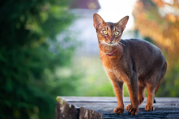 Retrato Gato Abisinio Muy Hermoso Naturaleza Espacio Para Texto — Foto de Stock