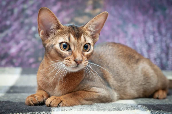 Gato Abisinio Muy Hermoso Gatito Fondo Campo Lavanda —  Fotos de Stock