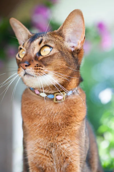 Portrait of an Abyssinian cat  in collar. High quality advertising stock photo. Pets walking in the summer