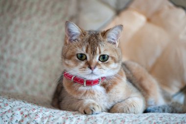 Altın çinçilya renginde İngiliz dişi kedi oturma pozisyonunda 