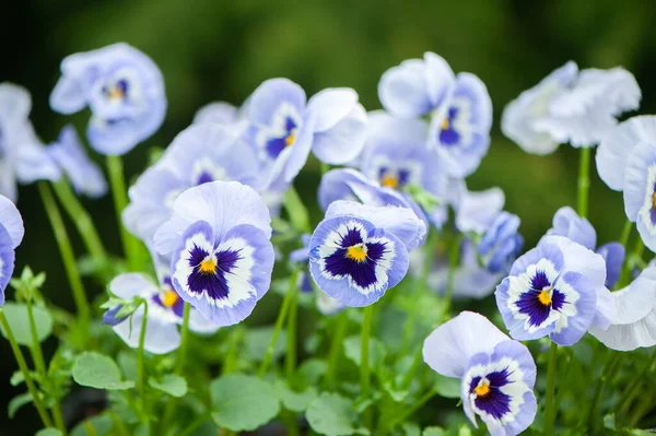 Close Flores Cachorro Azul Branco Pansies Florescendo Jardim — Fotografia de Stock