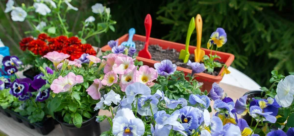 コンセプト庭 調和と美しさに春の植え付け 庭のツールの花のパンジー マリーゴールド ペチュニア — ストック写真