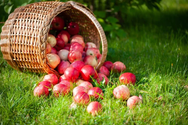 Šťavnatá Červená Jablka Košíku Trávě Krásném Přírodním Zahradním Pozadí Prostor — Stock fotografie