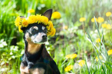 Şirin, mutlu bir köpek yavrusu, çiçekli bir çelenk içindeki köpek doğal bir arka planda sarı karahindibalar, bir köpek portresi. Bahar Yazı