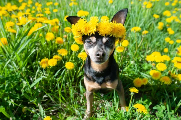 Schattig Vrolijk Puppy Hond Een Krans Van Bloemen Gele Paardebloemen — Stockfoto