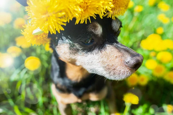 Милый Счастливый Щенок Собака Венке Цветов Желтые Одуванчики Естественном Фоне — стоковое фото