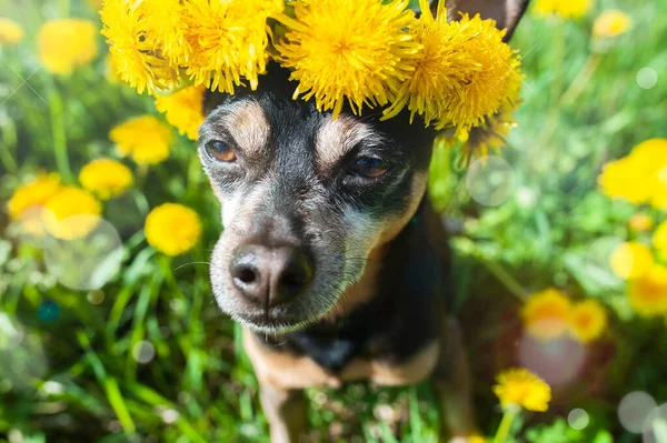 Милый Счастливый Щенок Собака Венке Цветов Желтые Одуванчики Естественном Фоне — стоковое фото
