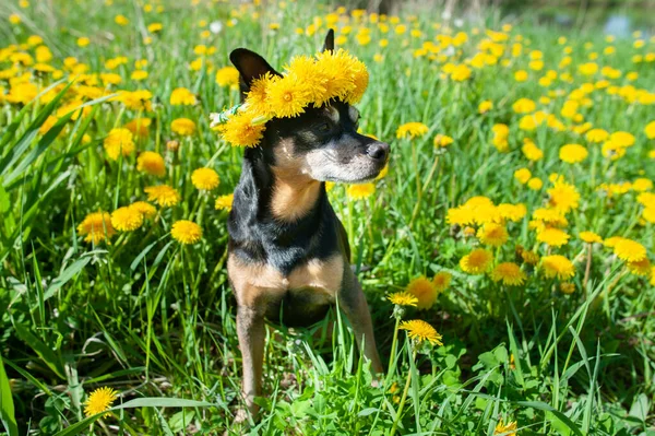 Cute Szczeniak Szczęśliwy Pies Wieńcu Kwiatów Żółte Mniszki Lekarskie Naturalnym — Zdjęcie stockowe