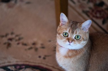 Altın çinçilya renginde İngiliz dişi kedi oturma pozisyonunda 