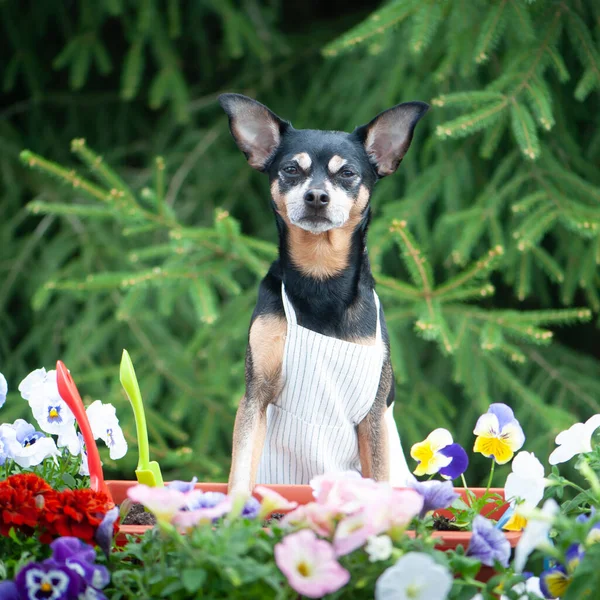 狗在围裙 周围是花和园艺工具 一个园艺师的形象 一个种植者 春种的概念 — 图库照片