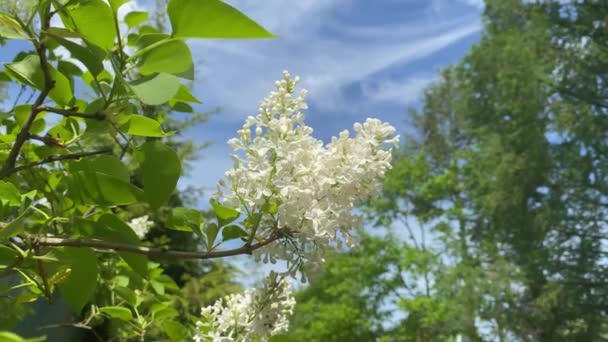 Piękny Biały Liliowy Rozkwicie Przed Błękitnym Niebem Liliowy Kwiaty Kilka — Wideo stockowe